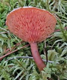 Hygrophoropsis aurantiaca image
