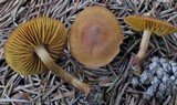 Cortinarius sect. Dermocybe image