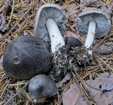 Tricholoma terreum image
