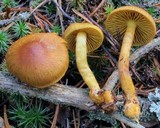 Cortinarius sect. Dermocybe image