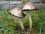 Coprinopsis romagnesiana image