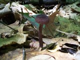 Inocybe tahquamenonensis image