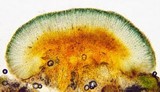 Lecidella wulfenii image
