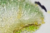 Lecidella wulfenii image