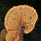 Hexagonia hydnoides image