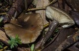 Lactarius pseudomucidus image