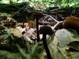 Inocybe tahquamenonensis image