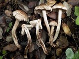 Inocybe bongardii image