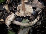 Inocybe bongardii image