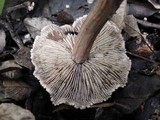 Inocybe bongardii image