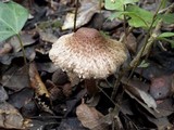 Inocybe bongardii image