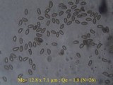Inocybe bongardii image