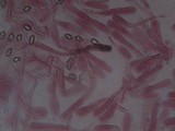 Inocybe bongardii image
