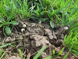 Panaeolus cyanescens image