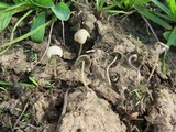 Panaeolus cyanescens image