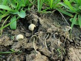 Panaeolus cyanescens image
