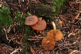 Cortinarius ceskarum image