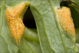 Uromyces dactylidis image