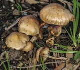 Psilocybe stuntzii image