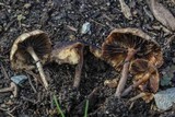 Psilocybe stuntzii image