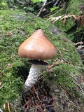 Stropharia hornemannii image