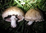 Agaricus bisporus image