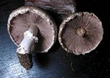 Agaricus bisporus image