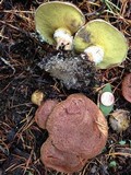 Suillus lakei image