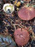 Suillus lakei image