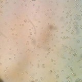 Leucoagaricus barssii image