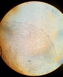 Leucoagaricus barssii image