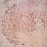 Leucoagaricus barssii image