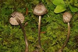 Entoloma nodosporum image