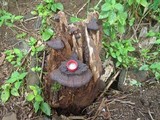 Ganoderma weberianum image