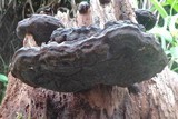 Ganoderma weberianum image