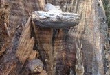 Ganoderma weberianum image