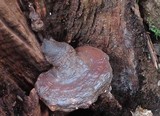Ganoderma weberianum image