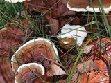 Ganoderma sessile image
