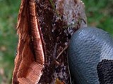Ganoderma sessile image