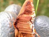 Ganoderma sessile image