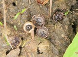 Cyathus stercoreus image