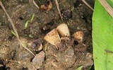 Cyathus stercoreus image