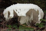Amanita smithiana image