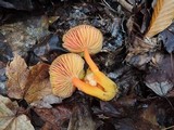 Hygrocybe splendidissima image