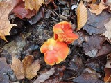 Hygrocybe splendidissima image