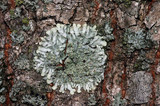 Pyxine subcinerea image