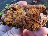 Abortiporus biennis image