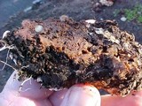 Abortiporus biennis image