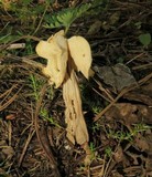 Helvella crispa image