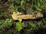 Helvella crispa image